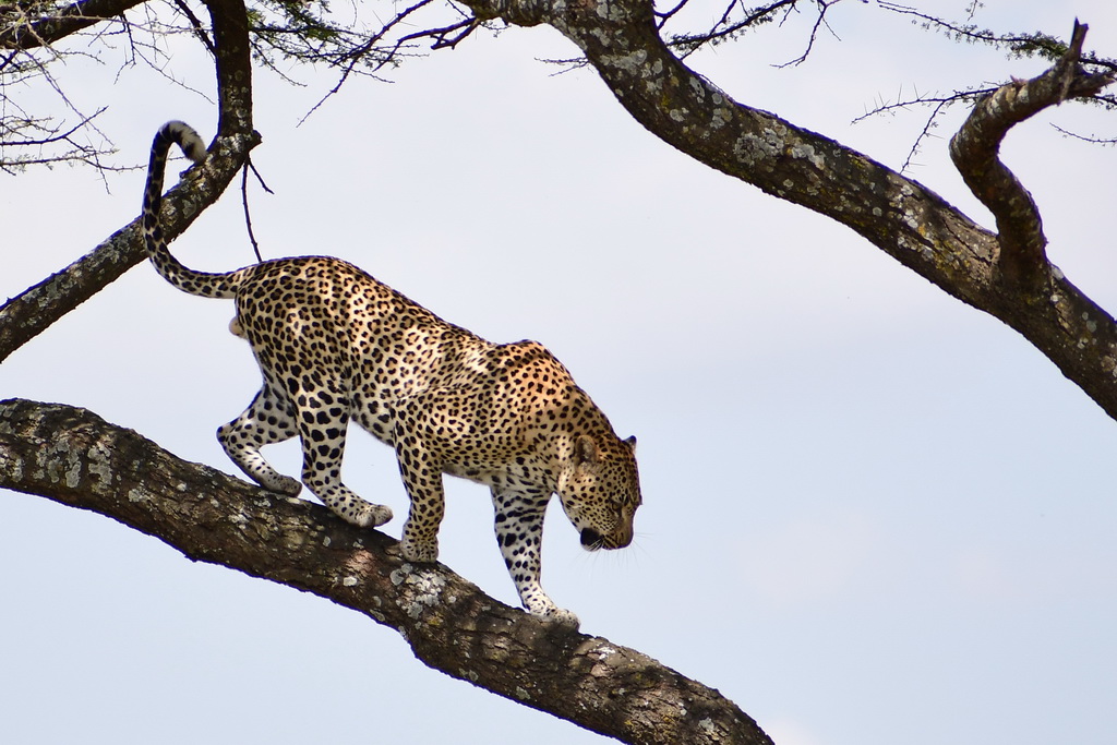 Central Serengeti